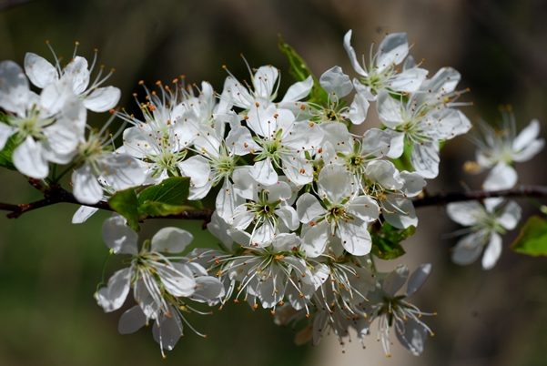 {Prunus munsoniana}